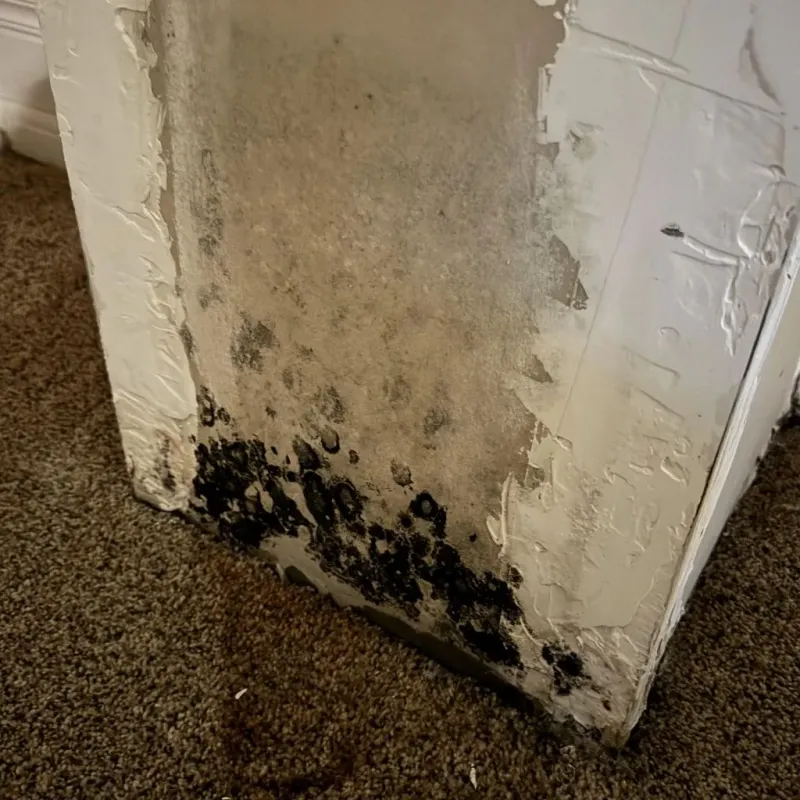 Professional Mold Removal in Metairie, LA